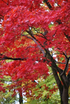 Acer palmatum 'Atropurpureum' - javor dlanitolistý - listy podzim (6)